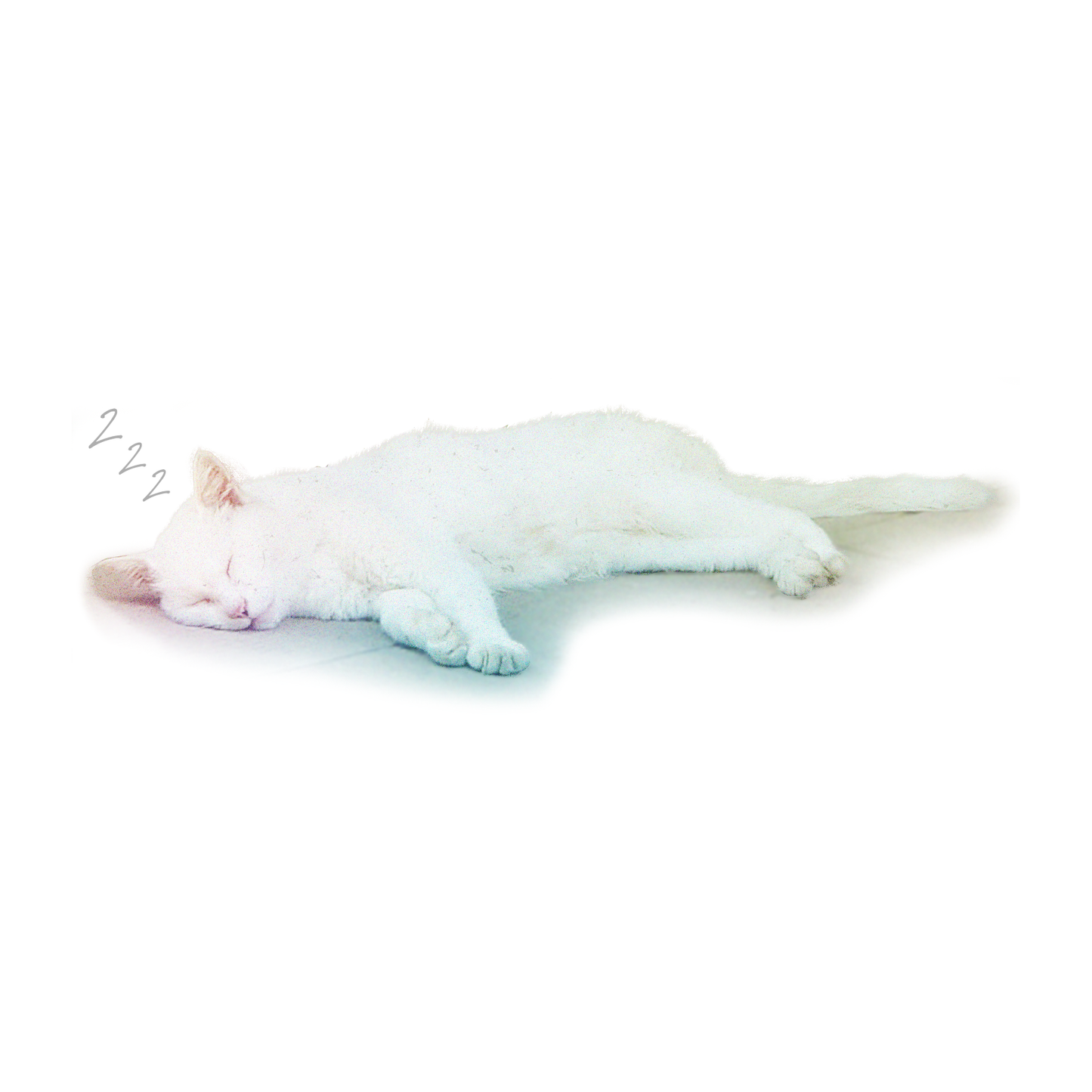 猫、寝転ぶワンポイント Tシャツ